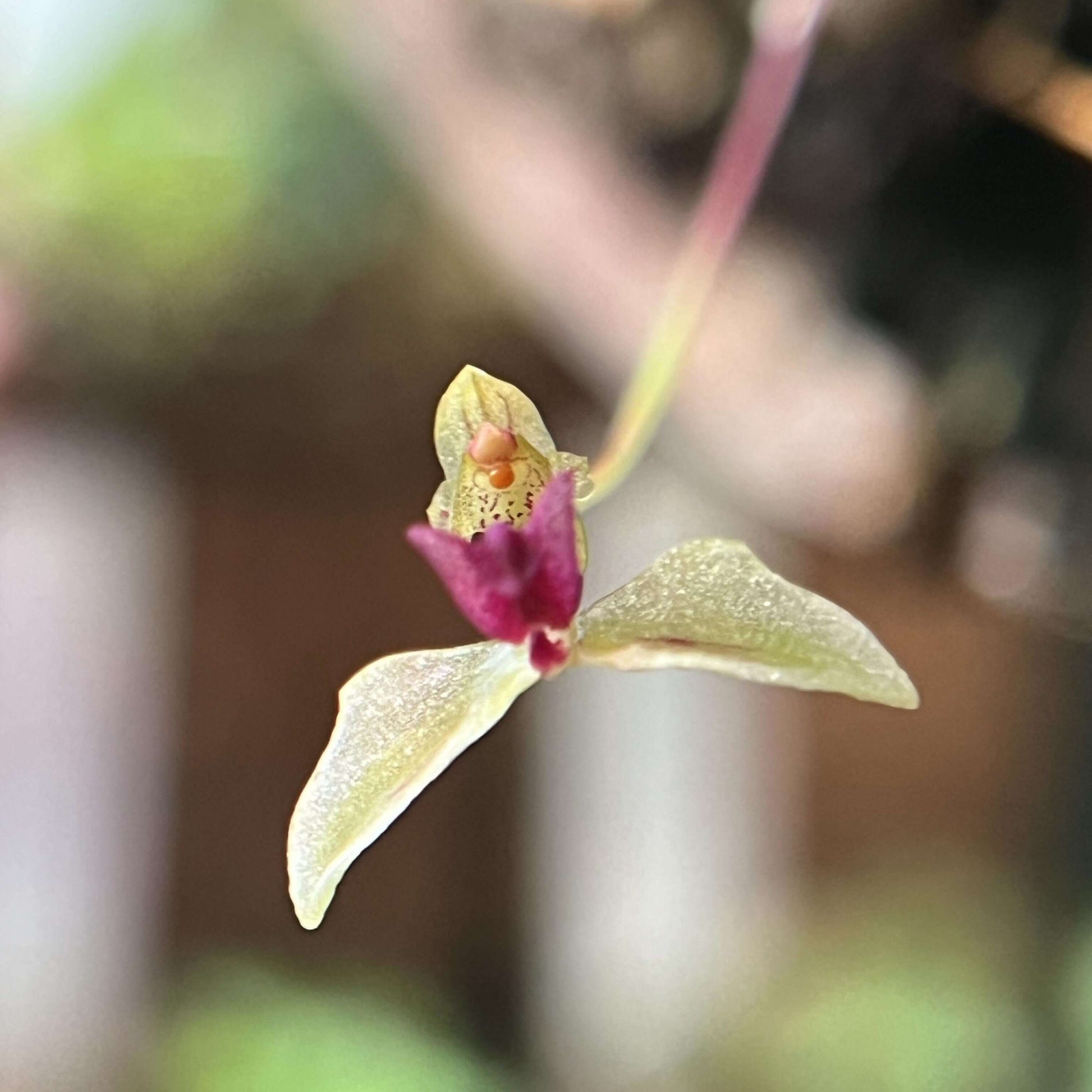 Bulbophyllum drymoda is native to tropical Asia, specifically Myanmar and Thailand, where it grows as an epiphyte in the humid, shaded understory of montane forests at elevations of about 1300–1550 meters, attaching itself to trees rather than rooting in soil.