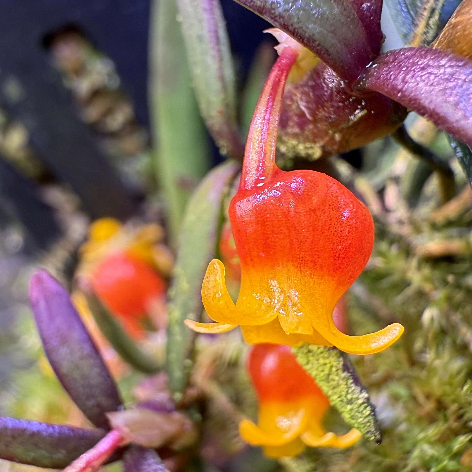 Candy Corn Orchid (Mediocalcar decoratum) is a species of miniature epiphytic orchid in the family Orchidaceae, known for its tiny, brightly colored flowers and compact growth habit. It is native and endemic to New Guinea, including the regions of Papua and Papua New Guinea. In its natural habitat, it grows as a montane forest epiphyte at elevations of 900–2500 meters, thriving in moist, shaded environments.
