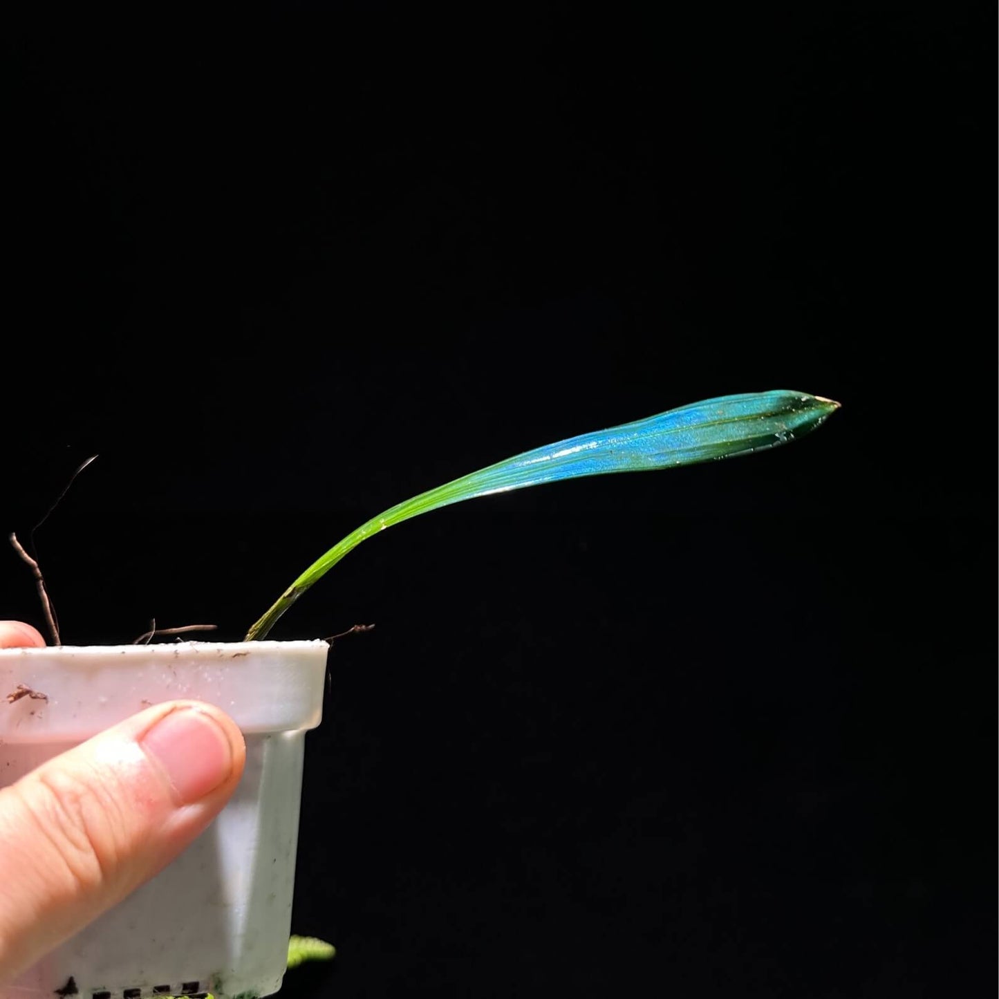 Carex sp. originates from subtropical limestone regions and naturally has a refined blue metallic sheen. Its iridescence (blue reflective effect) is especially strong.