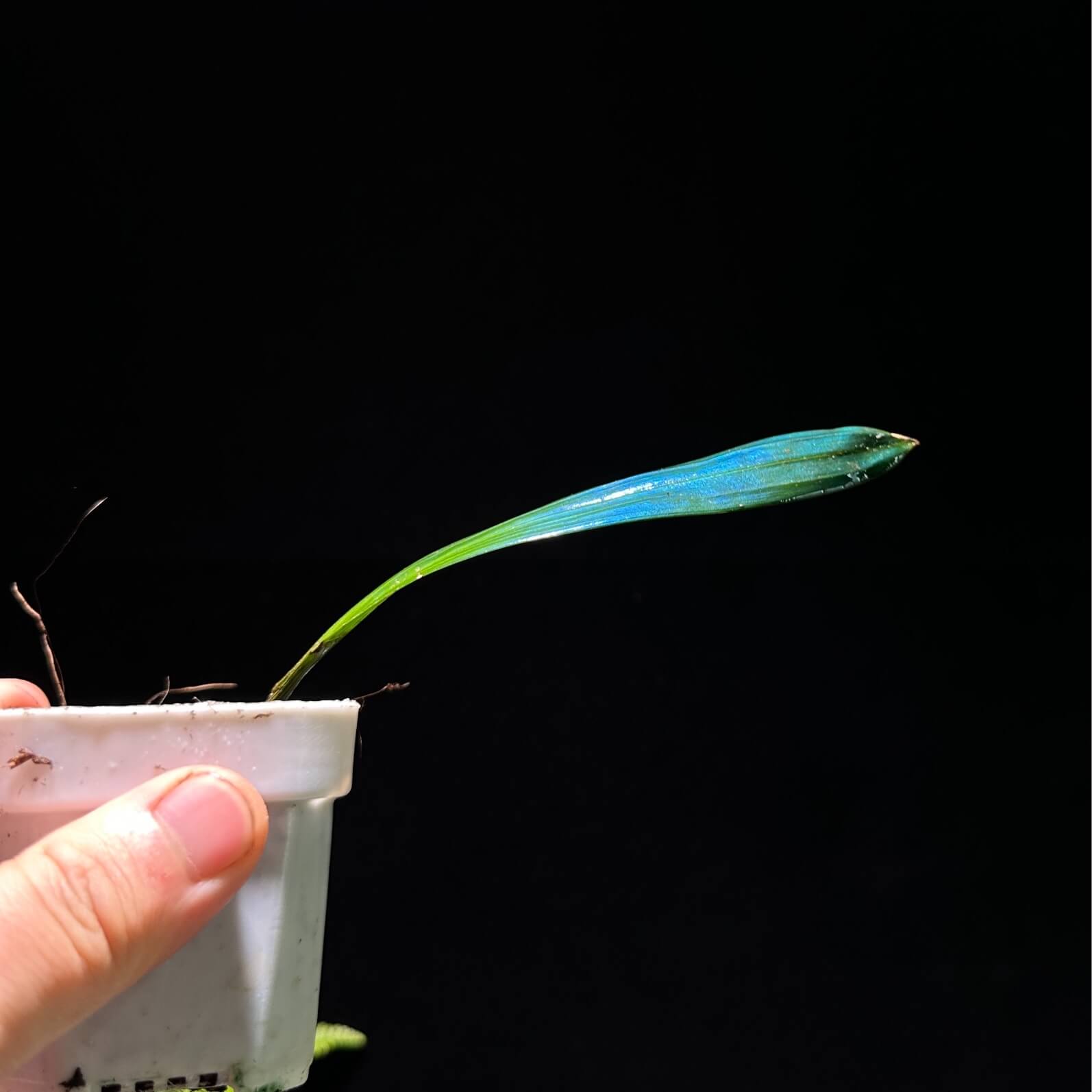 Carex sp. originates from subtropical limestone regions and naturally has a refined blue metallic sheen. Its iridescence (blue reflective effect) is especially strong.