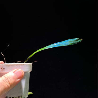 Carex sp. originates from subtropical limestone regions and naturally has a refined blue metallic sheen. Its iridescence (blue reflective effect) is especially strong.