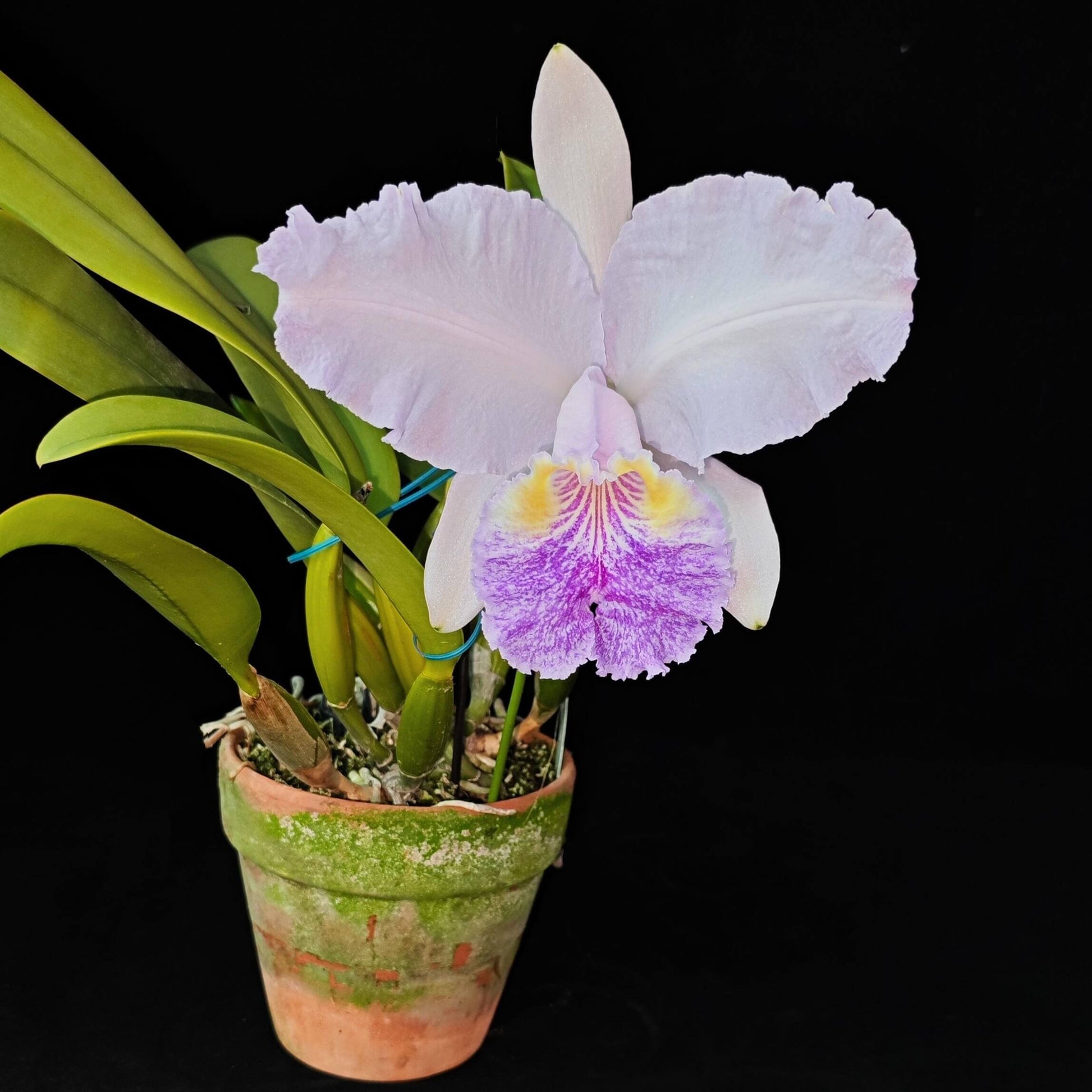 Cattleya lueddemanniana fma. coerulea is one of the most prized color forms of this iconic Venezuelan species, admired for its cool-toned elegance and exceptional floral substance. Instead of the typical rosy-purple coloration, the flowers display delicate shades of silvery lavender to pale blue-lilac, often complemented by a lavender-blue lip with deeper violet veining and a soft yellow throat.