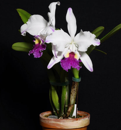Cattleya lueddemanniana semi-alba 'Cerro Verde' is one of the most celebrated and recognizable clones of this Venezuelan species, admired for its dramatic contrast and outstanding floral quality. The large, intensely fragrant flowers feature pristine white sepals and petals accented by delicate lavender-purple flares toward the petal tips, while the broad, ruffled lip displays rich violet to purple tones surrounding a brilliant golden-yellow throat.