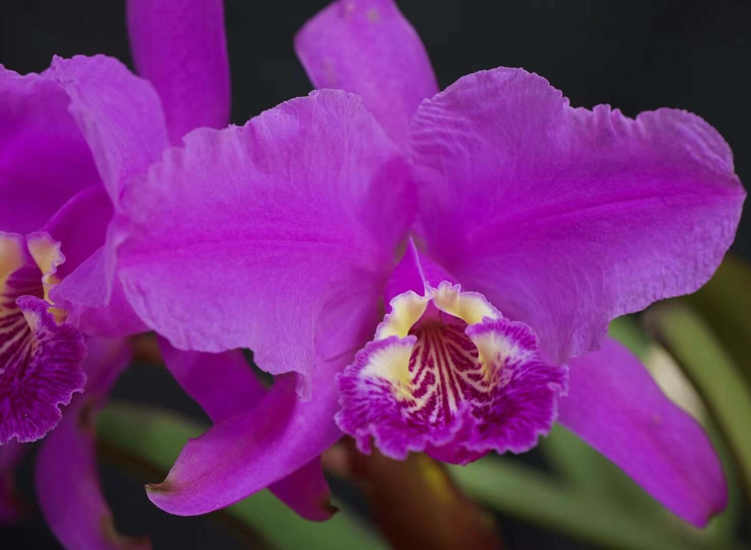 Cattleya lueddemanniana var. rubra is a spectacular deep-colored form of this renowned Venezuelan species, highly prized for its exceptionally rich and saturated flower color. The large, fragrant blooms display intense crimson, wine-red, or deep magenta petals and sepals, complemented by an equally dramatic velvety lip with darker red to purple tones and a contrasting golden-yellow throat.