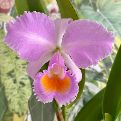 Cattleya schroederae 'Dark Rose' 4N