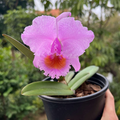 Cattleya schroederae ('Fabiano Extra' × oscura 'Revolcon')