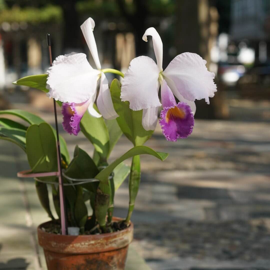 Cattleya trianae var. coerulea 'Blue Moon' is one of the finest blue-toned clones of Colombia's national orchid, treasured for its cool, crystalline coloration and exceptional floral quality. The large, intensely fragrant flowers measure approximately 15–20 cm (6–8 in) across, featuring broad, well-rounded petals in soft silvery lavender to pale blue-lilac, complemented by a richly colored lavender-blue lip with a bright golden-yellow throat.