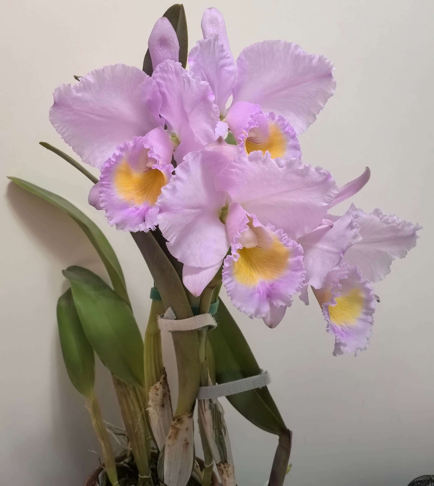 Cattleya trianae concolor 'Orion' is a highly prized clone of Colombia's national orchid, admired for its harmonious, almost monochromatic coloration and refined flower form. In the concolor form, the sepals, petals, and lip display closely related shades of lavender, lilac, rose-purple, or soft mauve, creating a balanced and elegant appearance rather than the strong contrast seen in typical forms.