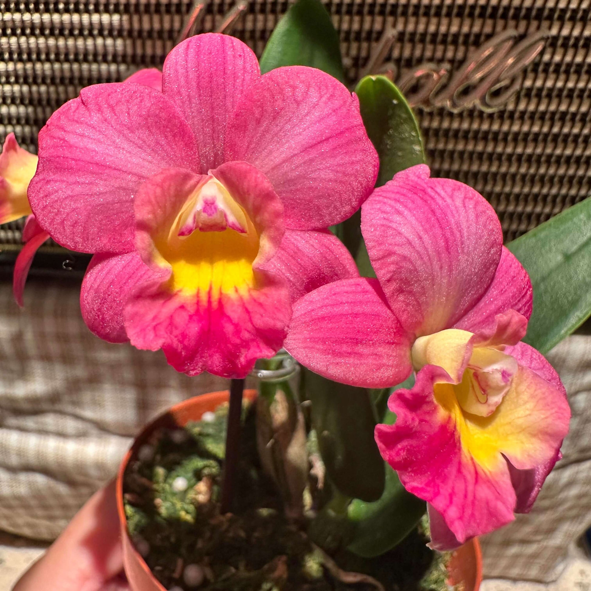Cattlianthe Chief Berry is an orchid hybrid in the Cattlianthe genus (abbreviated Ctt.), a cross between Cattlianthe Sunrise Doll and Cattleya Love Castle. This hybrid typically produces compact (miniature) plants with round pink flowers featuring a bright yellow throat, often blooming more than once per year in spring and fall. Its small size and attractive blooms make it a popular choice for collectors of smaller Cattleya‑alliance orchids.