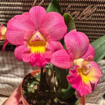 Cattlianthe Chief Berry is an orchid hybrid in the Cattlianthe genus (abbreviated Ctt.), a cross between Cattlianthe Sunrise Doll and Cattleya Love Castle. This hybrid typically produces compact (miniature) plants with round pink flowers featuring a bright yellow throat, often blooming more than once per year in spring and fall. Its small size and attractive blooms make it a popular choice for collectors of smaller Cattleya‑alliance orchids.