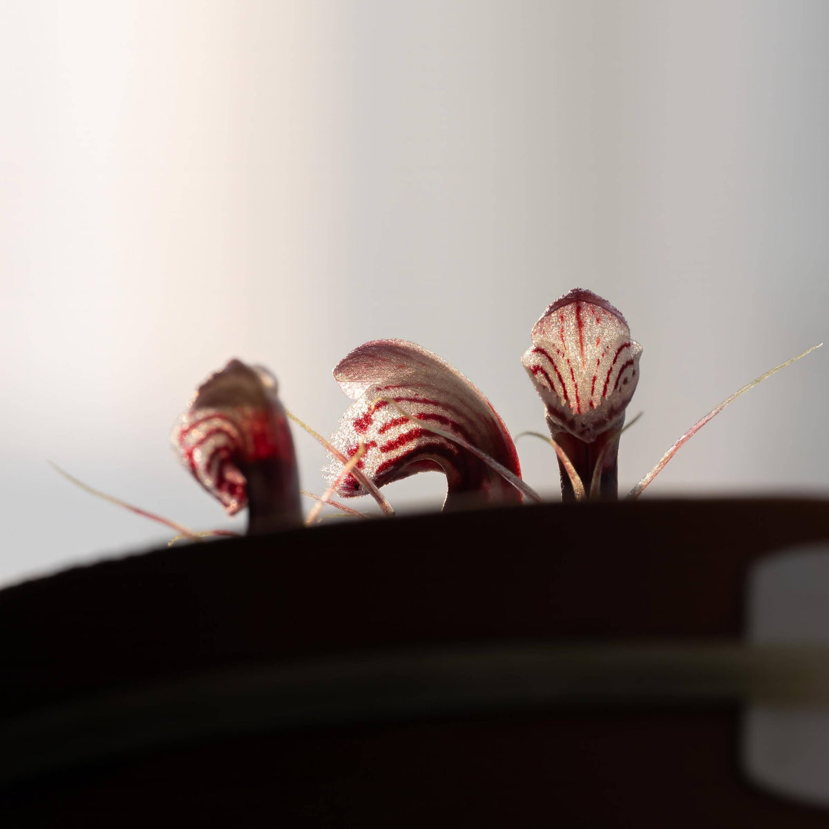Corybas shanlinshiensis is a very small terrestrial orchid belonging to the genus Corybas, commonly known as helmet orchids. It typically produces a single leaf and a single flower, with the flower forming a hood-like structure created by a large dorsal sepal that curves over the reproductive column.