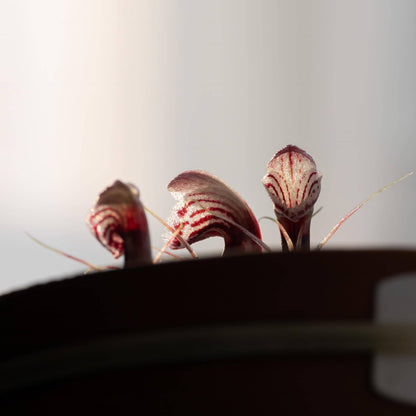 Corybas shanlinshiensis is a very small terrestrial orchid belonging to the genus Corybas, commonly known as helmet orchids. It typically produces a single leaf and a single flower, with the flower forming a hood-like structure created by a large dorsal sepal that curves over the reproductive column.