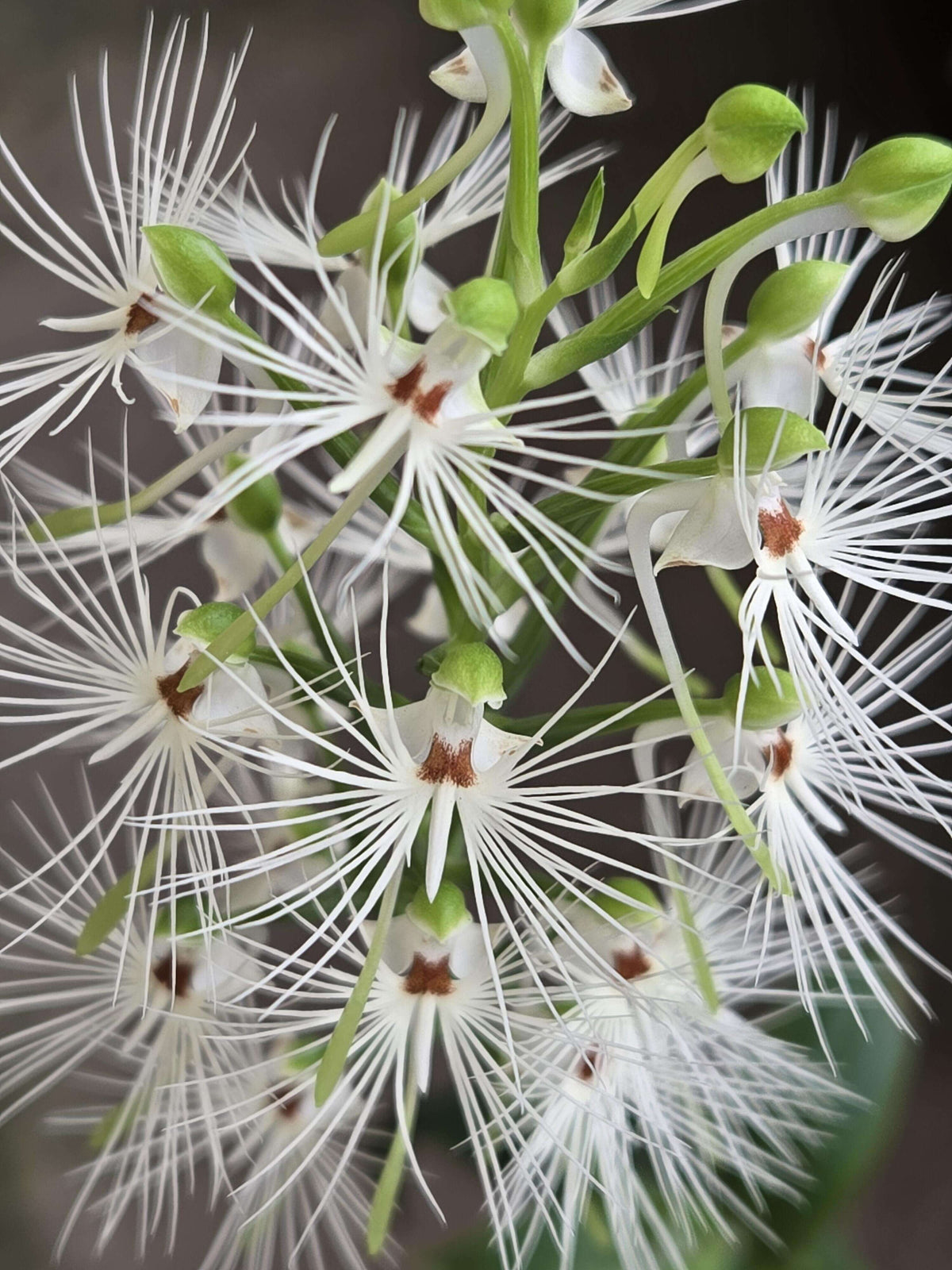 Habenaria medusa is a striking tuberous terrestrial orchid native to western and central Malesia, including Borneo, Java, Sulawesi and Sumatra. It grows primarily in wet tropical habitats and is adapted to a pronounced seasonal growth and dormancy cycle. The plant develops 4–5 lanceolate green leaves and produces a tall, terminal inflorescence that can reach around 40 cm.