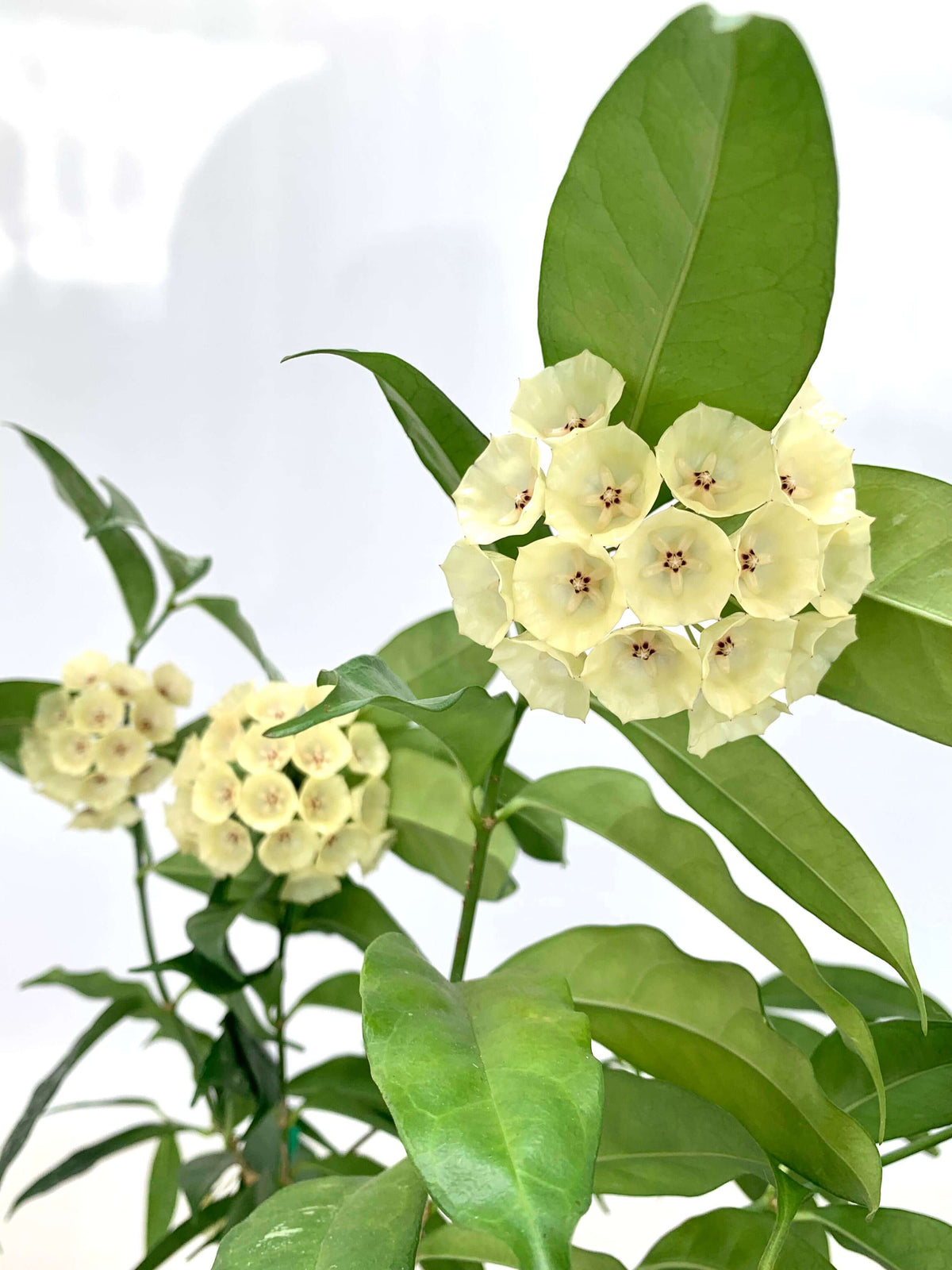 Hoya campanulata is a rare and elegant epiphytic Hoya native to western Malesia, including Borneo, Java, Malaya, and Sumatra, where it grows in wet tropical forests. It develops slender climbing stems with attractive, fleshy green leaves and produces distinctive bell-shaped, waxy flowers, which give the species its name.