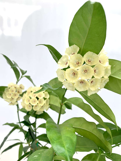 Hoya campanulata is a rare and elegant epiphytic Hoya native to western Malesia, including Borneo, Java, Malaya, and Sumatra, where it grows in wet tropical forests. It develops slender climbing stems with attractive, fleshy green leaves and produces distinctive bell-shaped, waxy flowers, which give the species its name.