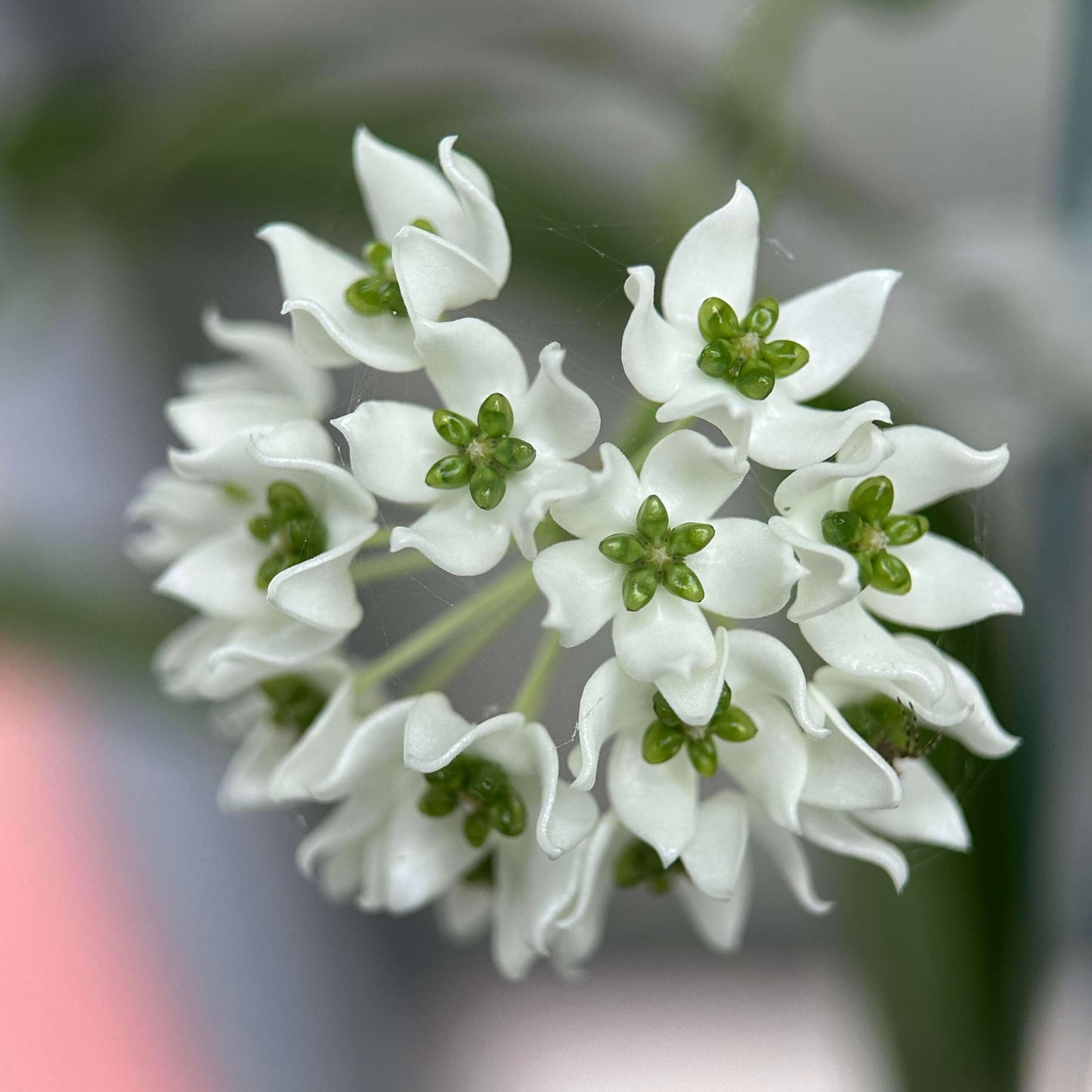 Hoya chloroleuca is a vining, epiphytic plant with slightly succulent, thickened green leaves that help it adapt to growing on host plants rather than in soil. Its flowers are small, usually smaller than a dime, forming star-shaped clusters with a creamy-white corolla and a distinctive pale lime-green corona, which makes it stand out among many Hoya species.