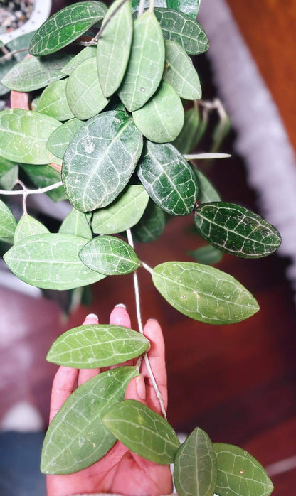 Hoya elliptica is a beautiful tropical climbing epiphyte native from Thailand through western Malesia, including Borneo, Malaya, and Sumatra. It is especially admired for its thick, elliptic green leaves, which are decorated with a prominent network of darker veins that gives the foliage a distinctive, almost embossed appearance. Mature plants produce clusters of waxy, star-shaped flowers and develop attractive twining stems that can be trained around a support or allowed to trail.