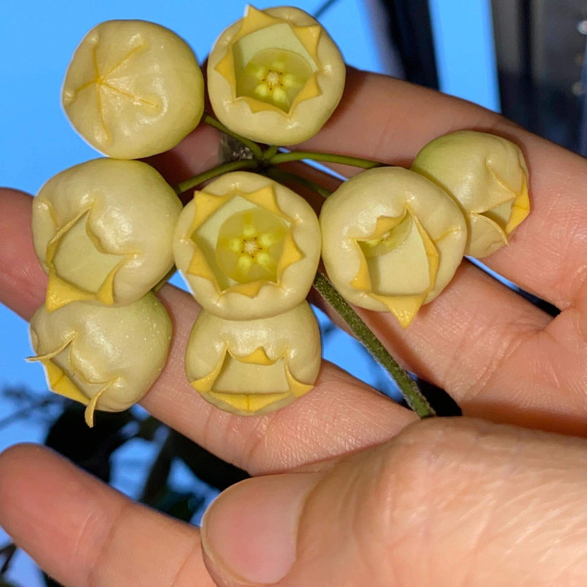 Hoya inflata is a rare epiphytic Hoya native to Papua New Guinea, where it grows naturally in wet tropical forest. It is particularly prized for its unusual inflated, lantern-like flowers, which give the species its distinctive name. The thick, waxy blooms have a rounded, swollen appearance and are typically produced in attractive clusters, contrasting beautifully with the plant's fleshy green foliage.