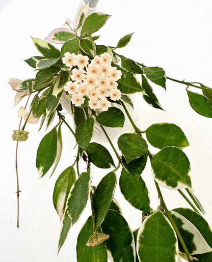 Hoya lacunosa 'Asami' is a compact and attractive selection of Hoya lacunosa, prized for its small, pointed leaves and dense, trailing growth. This species has broad, irregular cream-white margins surrounding green leaf centers, while fresh growth may develop a soft pink blush. Its fine stems branch readily, creating a lush cascading habit that works especially well in hanging baskets.