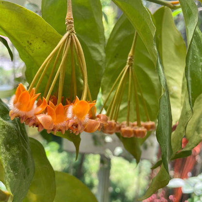 Hoya lasiantha is an epiphytic shrub native to tropical regions including Peninsular Malaysia, Borneo, Sumatra, and Thailand, characterized by drooping, hanging branches that make it well-suited for trailing or hanging displays.