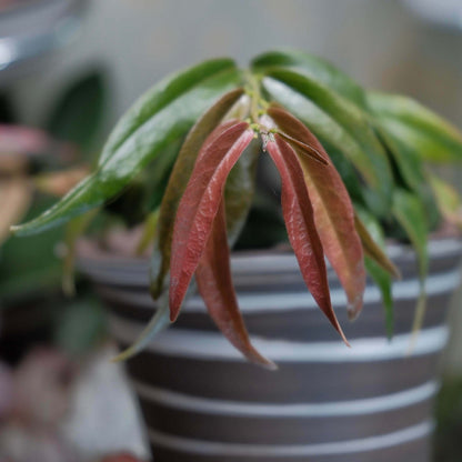 Hoya paradisea IM04 is native to the lowland rainforests of Papua New Guinea and the Central Papua province of Indonesia. It is a climbing or trailing plant that naturally thrives in lowland primary riverine forests and adapts well to hanging baskets or supports as a houseplant. The plant produces long, slender vines with green, lance-shaped leaves. Its fragrant flowers are white with a yellow corona and a reddish tint at the base of the petals, sometimes displaying a soft pink hue.