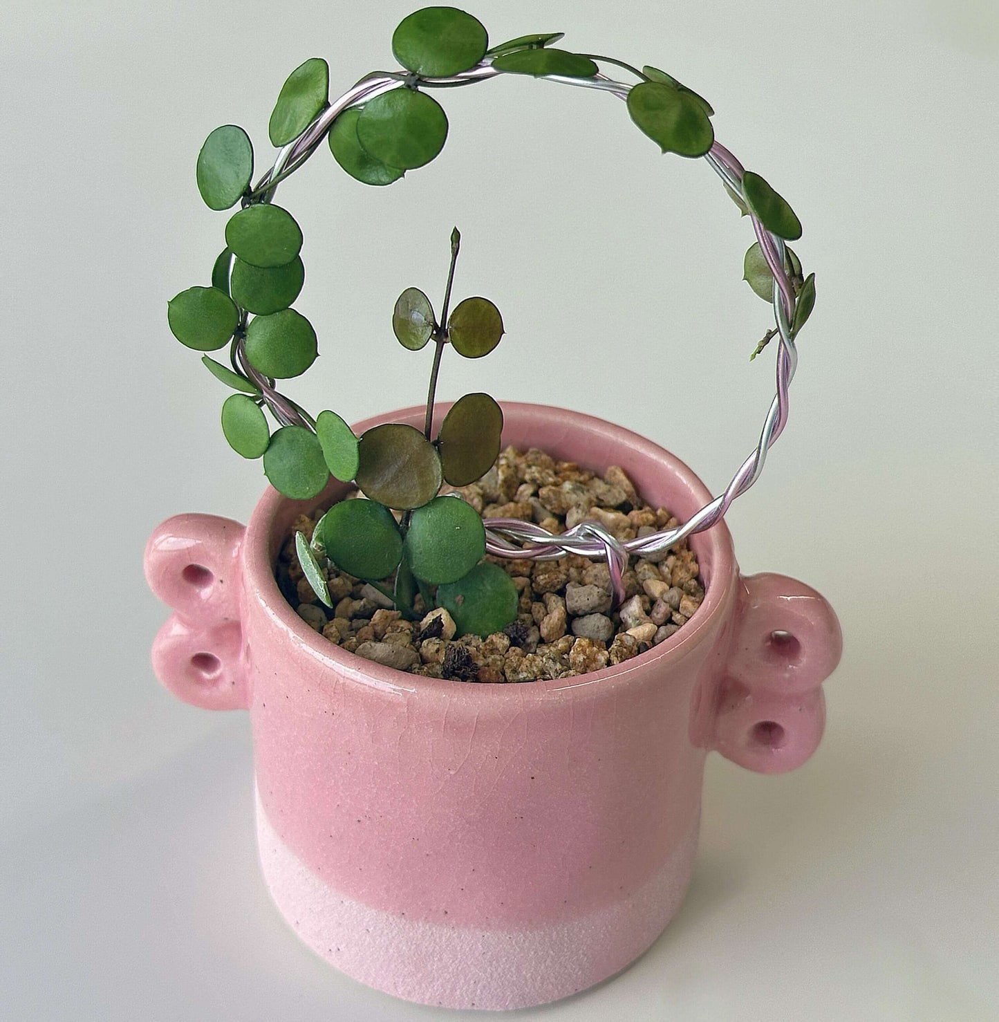 Hoya peltata is a species in the Hoya genus of tropical climbing plants, valued by collectors for its distinctive foliage and trailing growth habit.