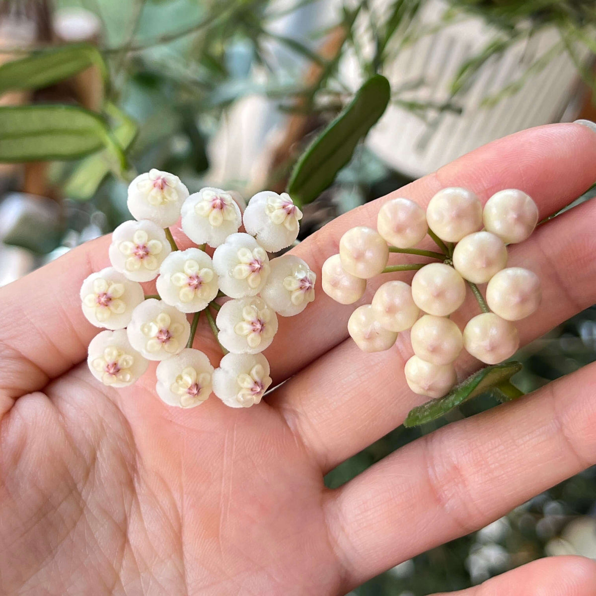 Hoya rotundiflora is a rare and distinctive Hoya native to Myanmar, where it grows in wet tropical habitats. It is a pendulous to weakly climbing epiphytic vine with fleshy, leathery leaves that have a characteristic slightly rolled margin and a darker green border. The plant produces compact, convex umbels of up to around 20 flowers.