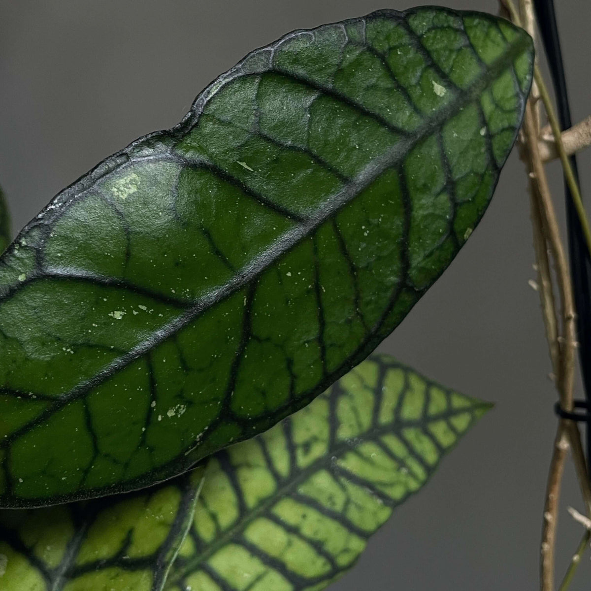 Hoya sp. Kalimantan UT-158 is a rare collector Hoya from the Kalteng (Central Kalimantan) region of Indonesia, prized for its distinctive, heavily veined foliage. The thick, leathery leaves develop an attractive curved shape with prominent dark green venation and can mature into large, highly textured leaves, sometimes showing silvery-green tones. It is a vigorous climbing Hoya that benefits from a trellis or other support.