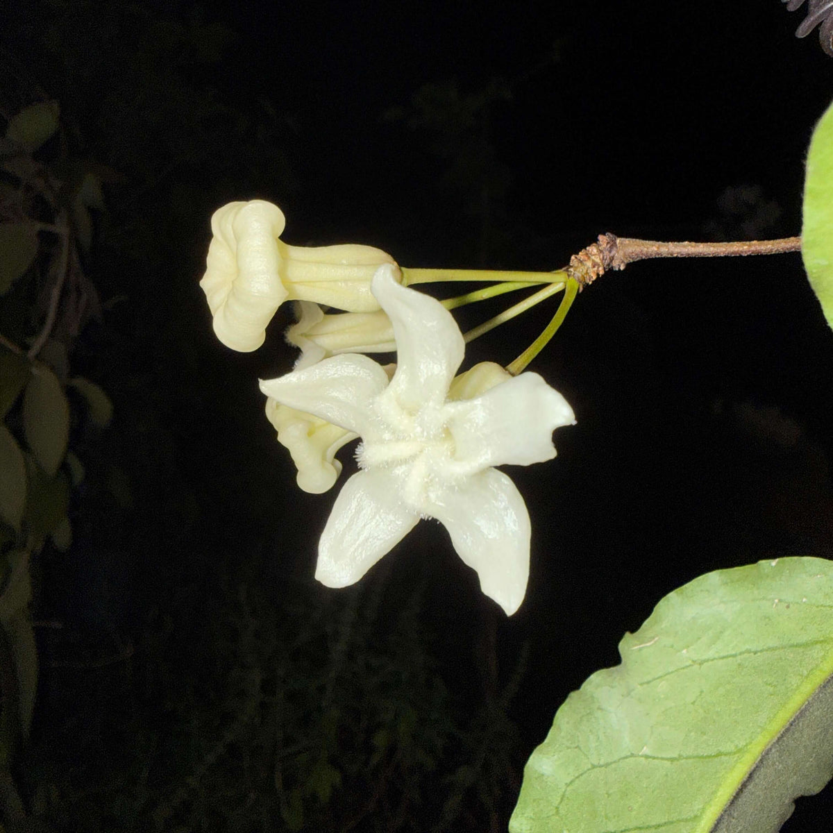Hoya versteegii is a rare Hoya species native to western New Guinea, where it grows in wet tropical habitats. As a tropical epiphytic Hoya, Hoya versteegii is suited to warm, humid conditions with excellent drainage.