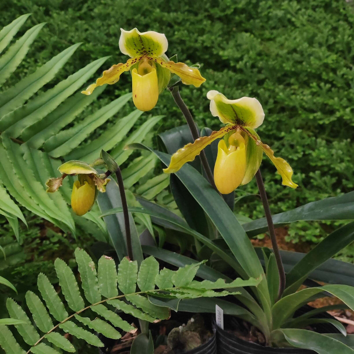 Paphiopedilum Krista is a primary hybrid between Paphiopedilum exul × Paphiopedilum primulinum. The cross combines the compact, warm-growing characteristics of P. exul with the sequential-flowering habit and yellow-green flowers of P. primulinum. This makes Krista an attractive choice for collectors interested in compact, long-flowering Paphiopedilum hybrids.