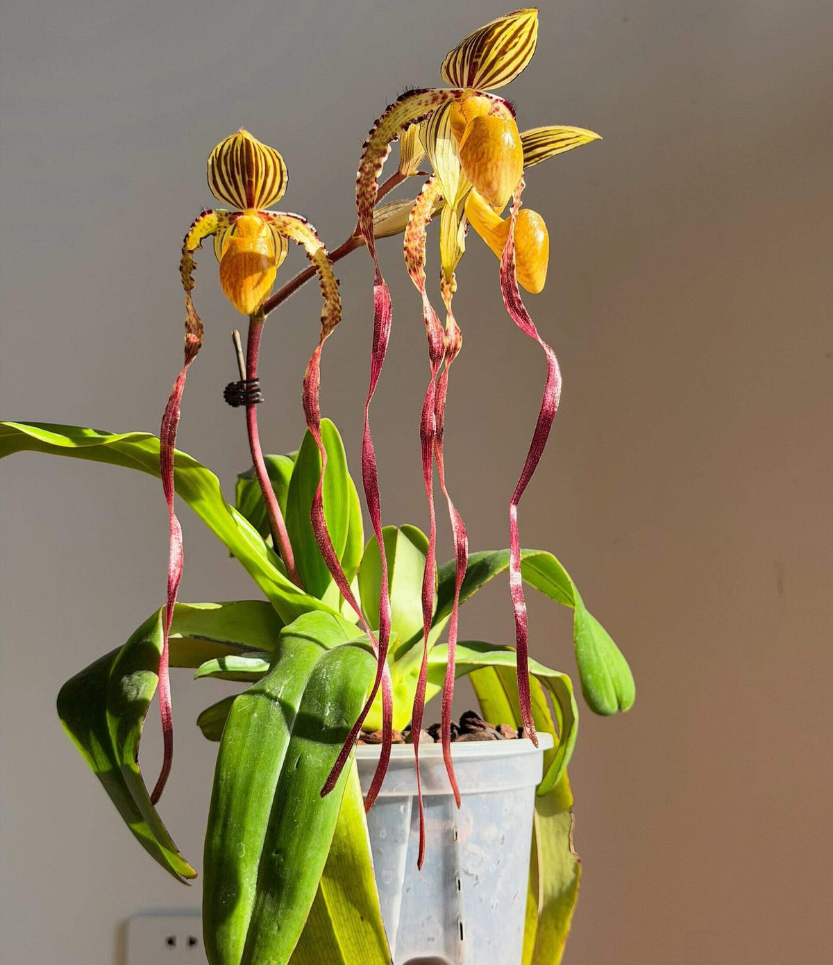 Paphiopedilum Michael Koopowitz is a highly regarded primary hybrid between Paphiopedilum philippinense × Paphiopedilum sanderianum. The hybrid combines the broad dorsal sepal and more compact floral proportions of P. philippinense with the exceptionally long, twisting petals of P. sanderianum. It is particularly valued for its long, spiraling petals and its ability to produce multiple flowers on mature plants.