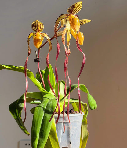 Paphiopedilum Michael Koopowitz is a highly regarded primary hybrid between Paphiopedilum philippinense × Paphiopedilum sanderianum. The hybrid combines the broad dorsal sepal and more compact floral proportions of P. philippinense with the exceptionally long, twisting petals of P. sanderianum. It is particularly valued for its long, spiraling petals and its ability to produce multiple flowers on mature plants.