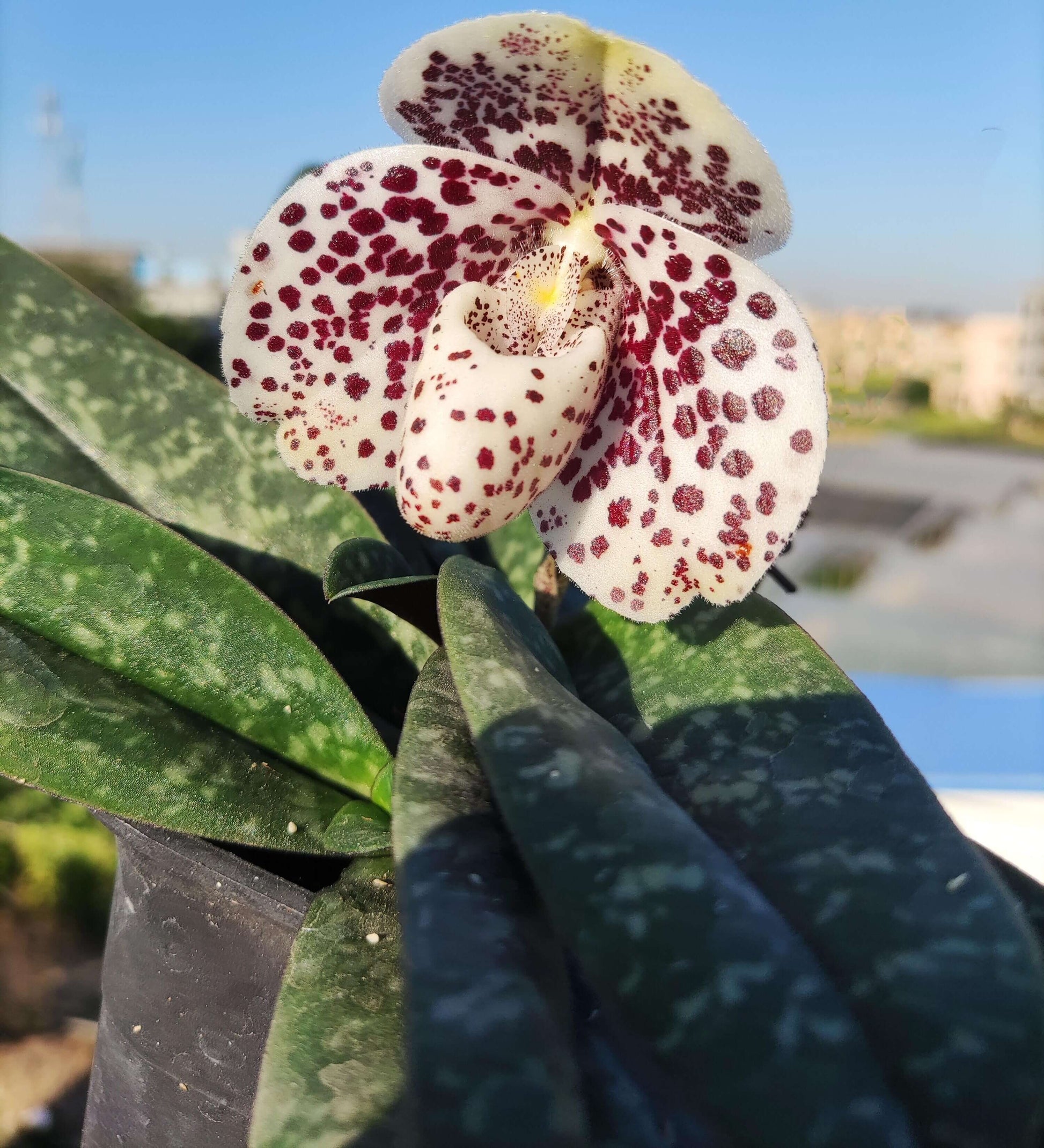Paphiopedilum bellatulum is a compact terrestrial to lithophytic slipper orchid native to Southeast Asia, where it grows in shaded limestone habitats with moss and leaf litter at low to mid elevations.