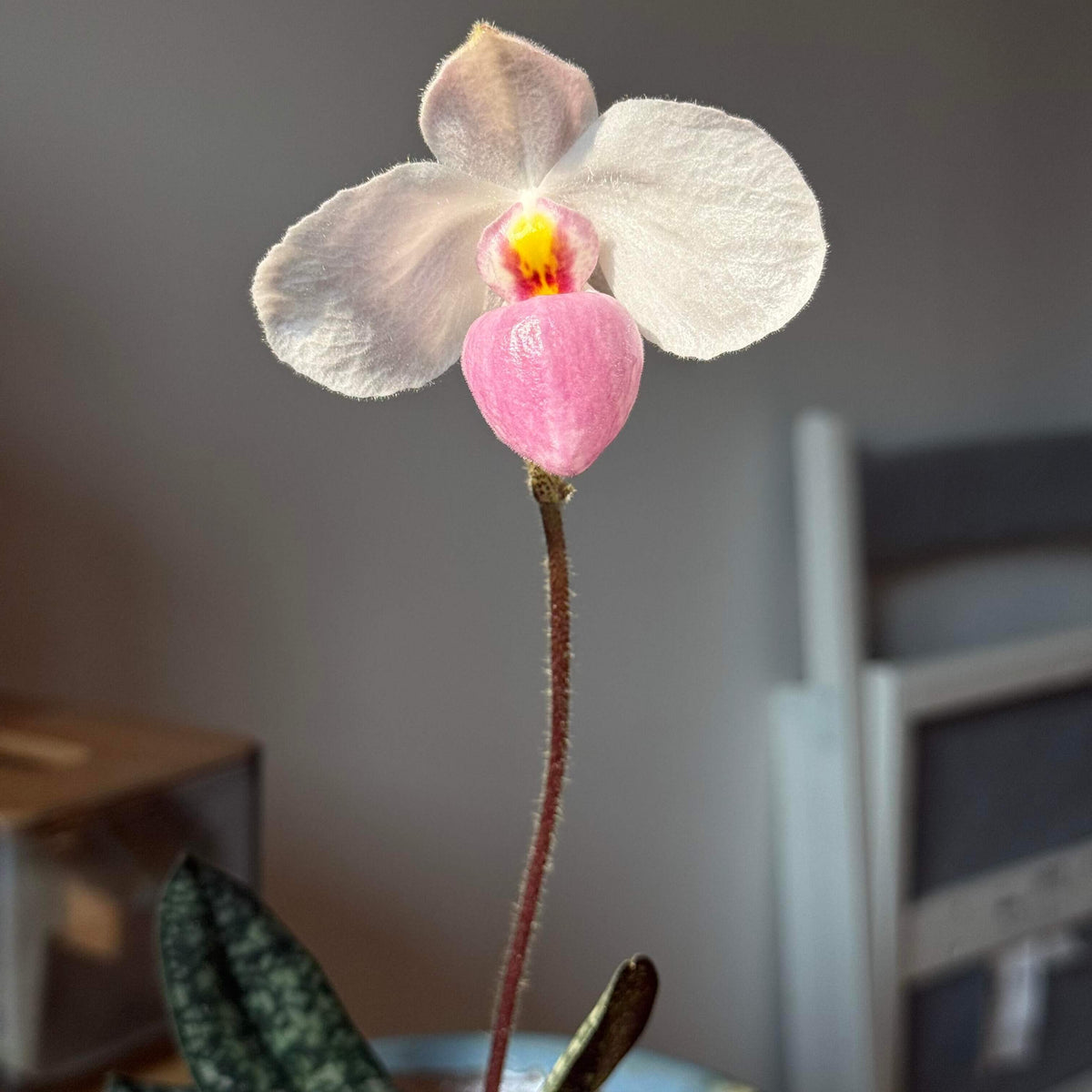 Paphiopedilum delenatii is a beautiful and highly prized slipper orchid native to southern China and Vietnam, with the best-documented natural populations occurring in Vietnam. It grows as a terrestrial or lithophytic orchid in humid, shaded forest habitats, often among mossy crevices and rocky slopes.