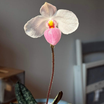 Paphiopedilum delenatii is a beautiful and highly prized slipper orchid native to southern China and Vietnam, with the best-documented natural populations occurring in Vietnam. It grows as a terrestrial or lithophytic orchid in humid, shaded forest habitats, often among mossy crevices and rocky slopes.