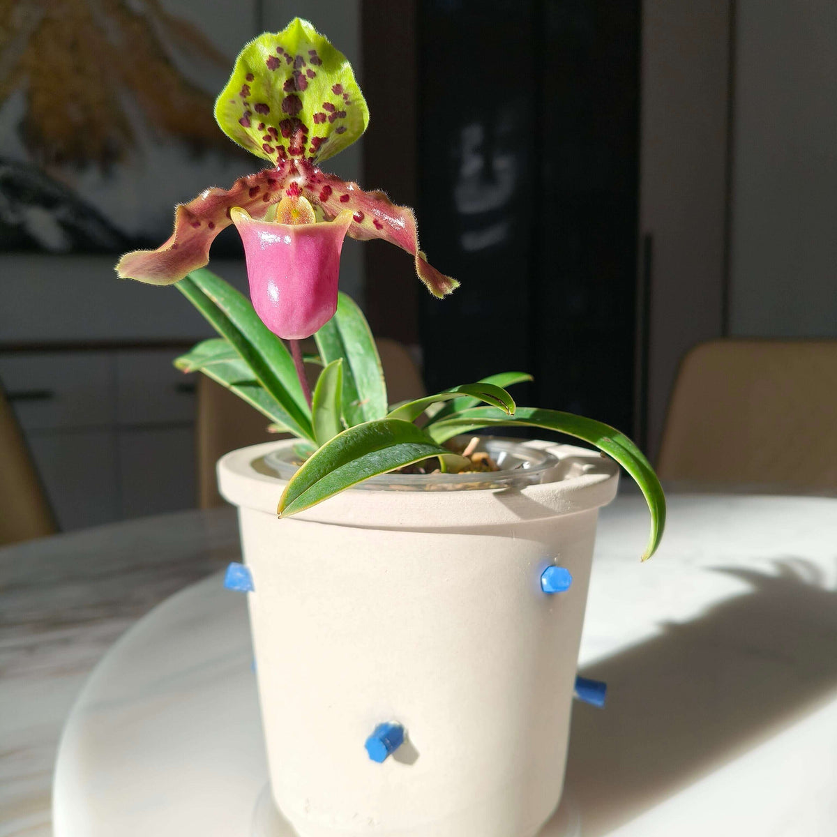 Paphiopedilum henryanum Braem is a small, mottled-leaved Paphiopedilum native to southeastern Yunnan and southwestern Guangxi in China, extending into northern Vietnam. It occurs around 1,000–1,200 m elevation, generally in wet tropical habitats, and may grow terrestrially or on limestone.