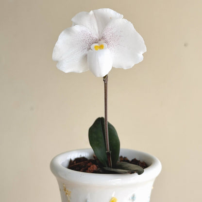 Paphiopedilum niveum is a compact Brachypetalum-section slipper orchid native from southern Thailand through Peninsular Malaysia, with populations on Borneo and nearby islands. It is a small, attractive species with 4–5 narrow, mottled green leaves, often showing purple coloration beneath. The flowers are predominantly white, usually marked with fine purple to reddish-purple spots, and have a rounded, fleshy appearance characteristic of the Brachypetalum group.