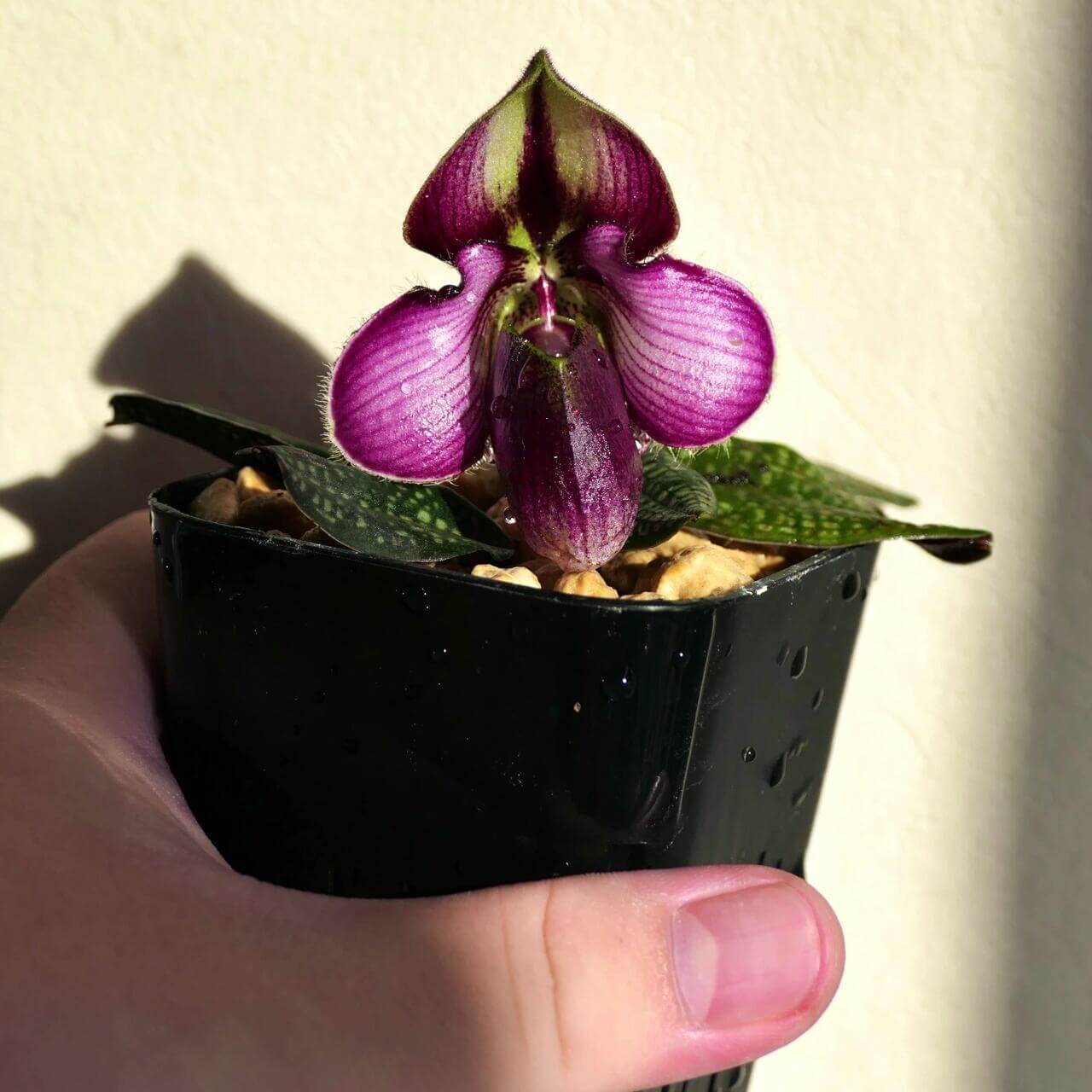 Paphiopedilum rungsuriyanum is a rare and unusual slipper orchid species discovered in northern Laos and formally described in 2014. It is notable for its miniature size and beautifully tessellated leaves, combined with a distinctive single flower that features a helmet-shaped pouch with a characteristic V-shaped opening. The petals often show fine red to purple veining over greenish tones, giving the flower a refined and slightly exotic appearance.