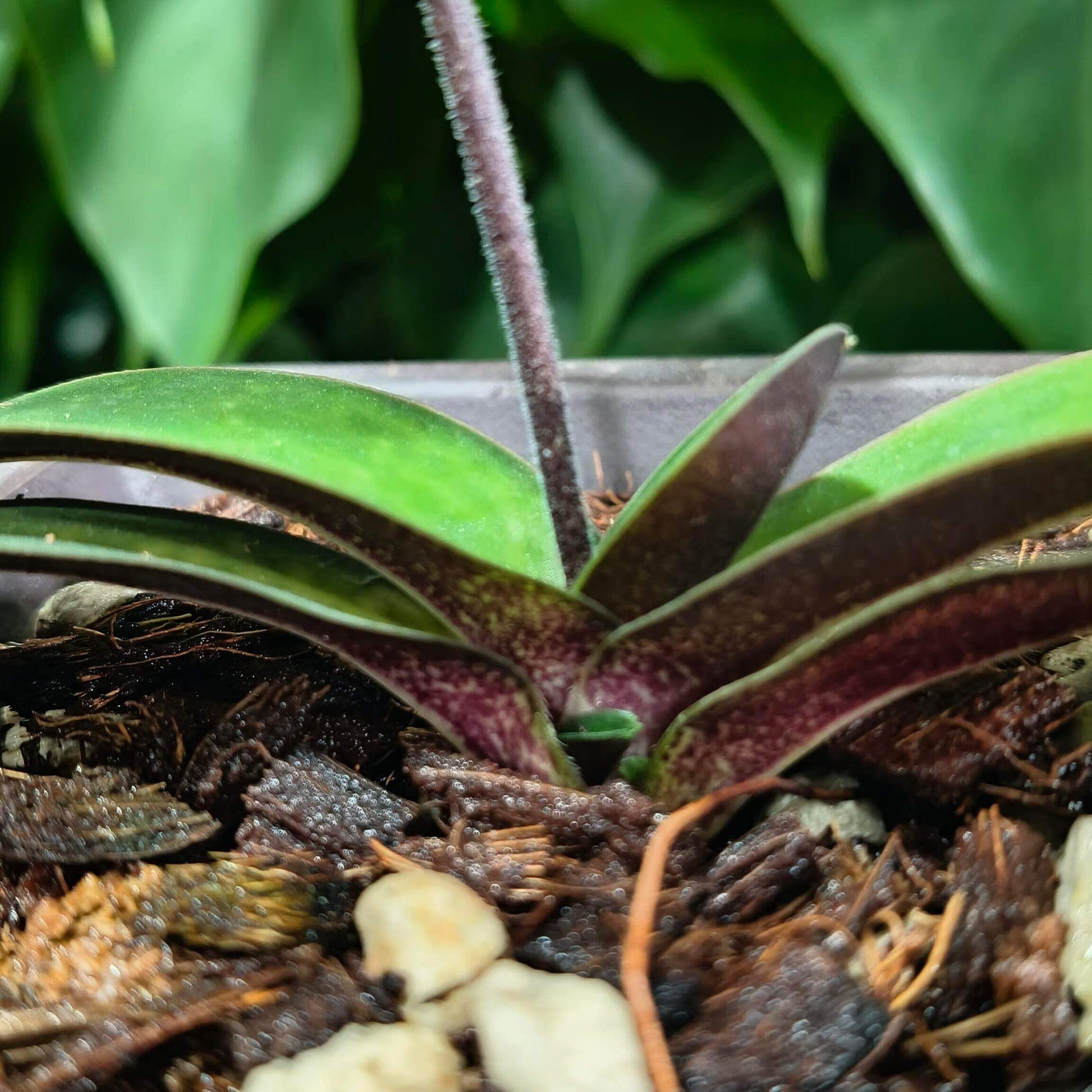 Paphiopedilum thaianum is a miniature terrestrial slipper orchid endemic to southern Thailand, where it grows in shaded primary forests on steep limestone cliffs and slopes at low elevations.