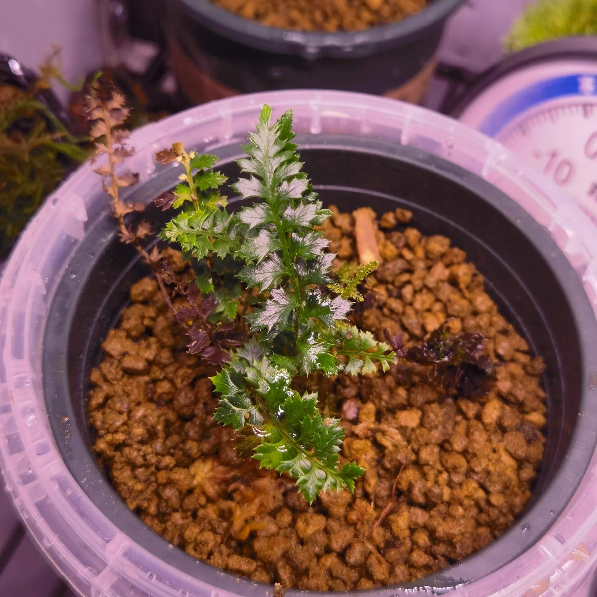 Polystichum acanthophyllum is a rare fern native to the high-altitude regions of China, including southeastern Tibet, Yunnan, western Sichuan. It grows at altitudes of 2800–4000 meters above sea level, thriving in shaded, humid environments on moss-covered rocks and tree trunks. Known for its finely divided fronds, this fern requires specialized care, making it a challenging yet rewarding plant for experienced growers.