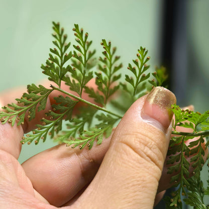 Polystichum christii Ching is a species of fern belonging to the genus Polystichum, and it is native to southern China—particularly in the regions of Yunnan and Guizhou—as well as northern Vietnam.