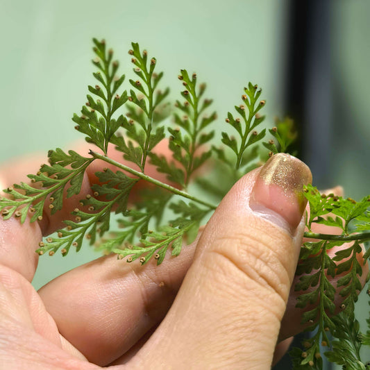 Polystichum christii Ching is a species of fern belonging to the genus Polystichum, and it is native to southern China—particularly in the regions of Yunnan and Guizhou—as well as northern Vietnam.