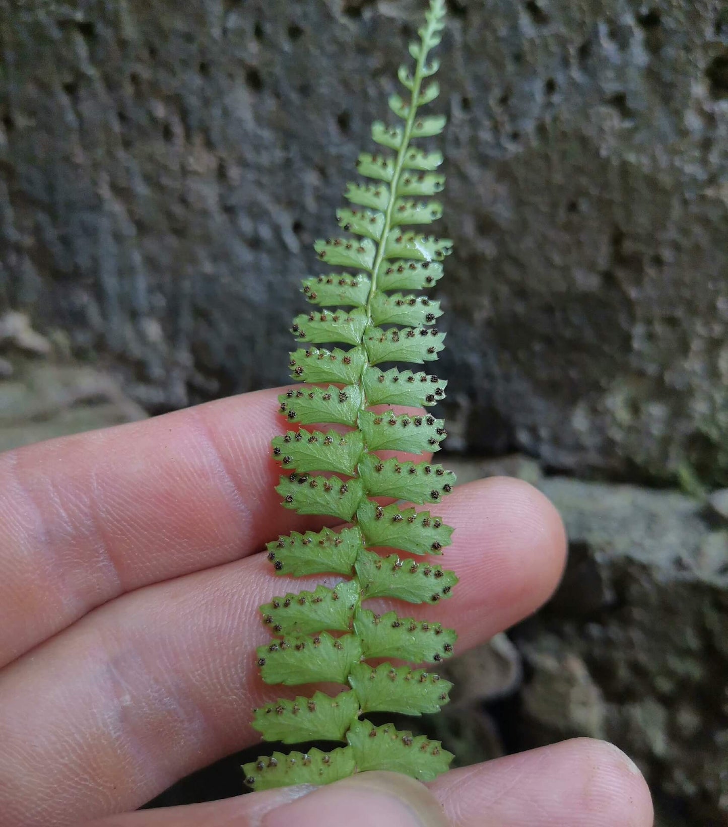 Polystichum leveillei is a fern species in the genus Polystichum, within the family Dryopteridaceae. It is a terrestrial shield fern native to parts of China.