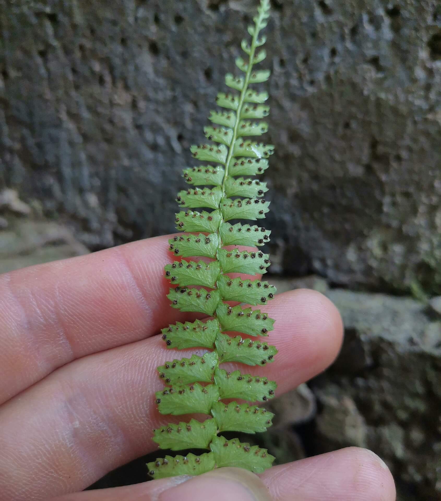 Polystichum leveillei is a fern species in the genus Polystichum, within the family Dryopteridaceae. It is a terrestrial shield fern native to parts of China.