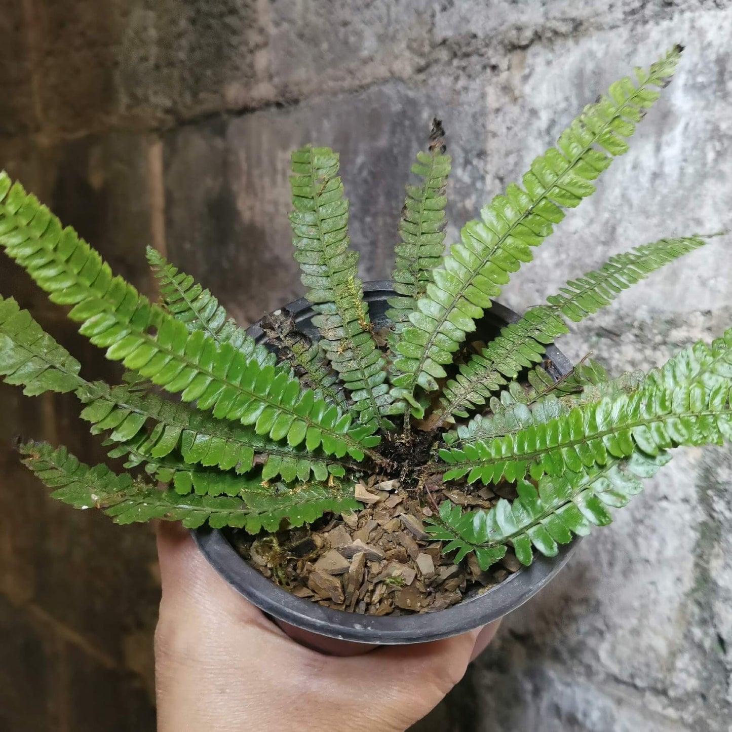 Polystichum liui is a species of fern in the genus Polystichum, belonging to the family Dryopteridaceae, and it is part of a group of terrestrial shield ferns that are typically found in shaded, forested habitats with moist and well-drained soils.