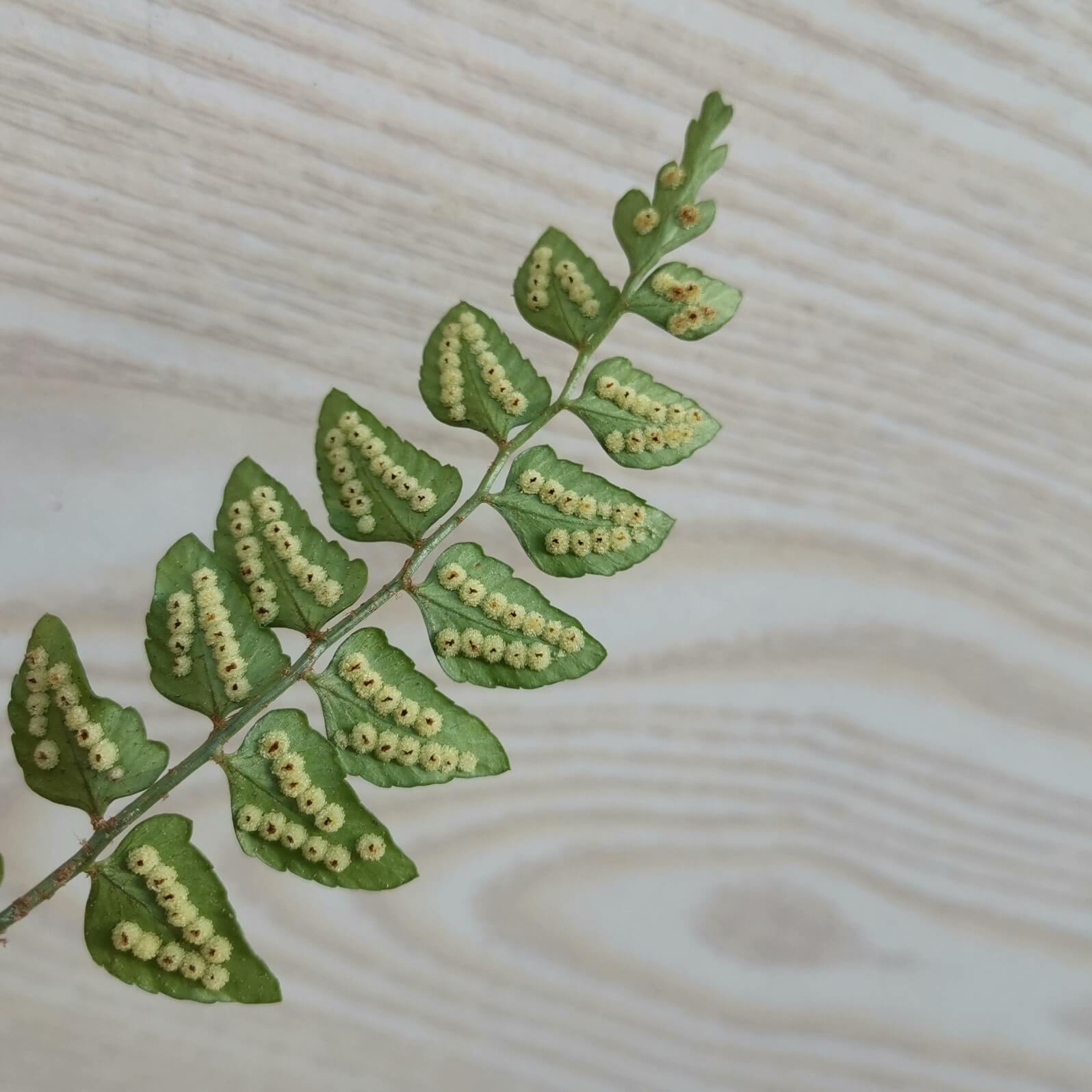 Polystichum minimum is a species of fern in the genus Polystichum, belonging to the family Dryopteridaceae.