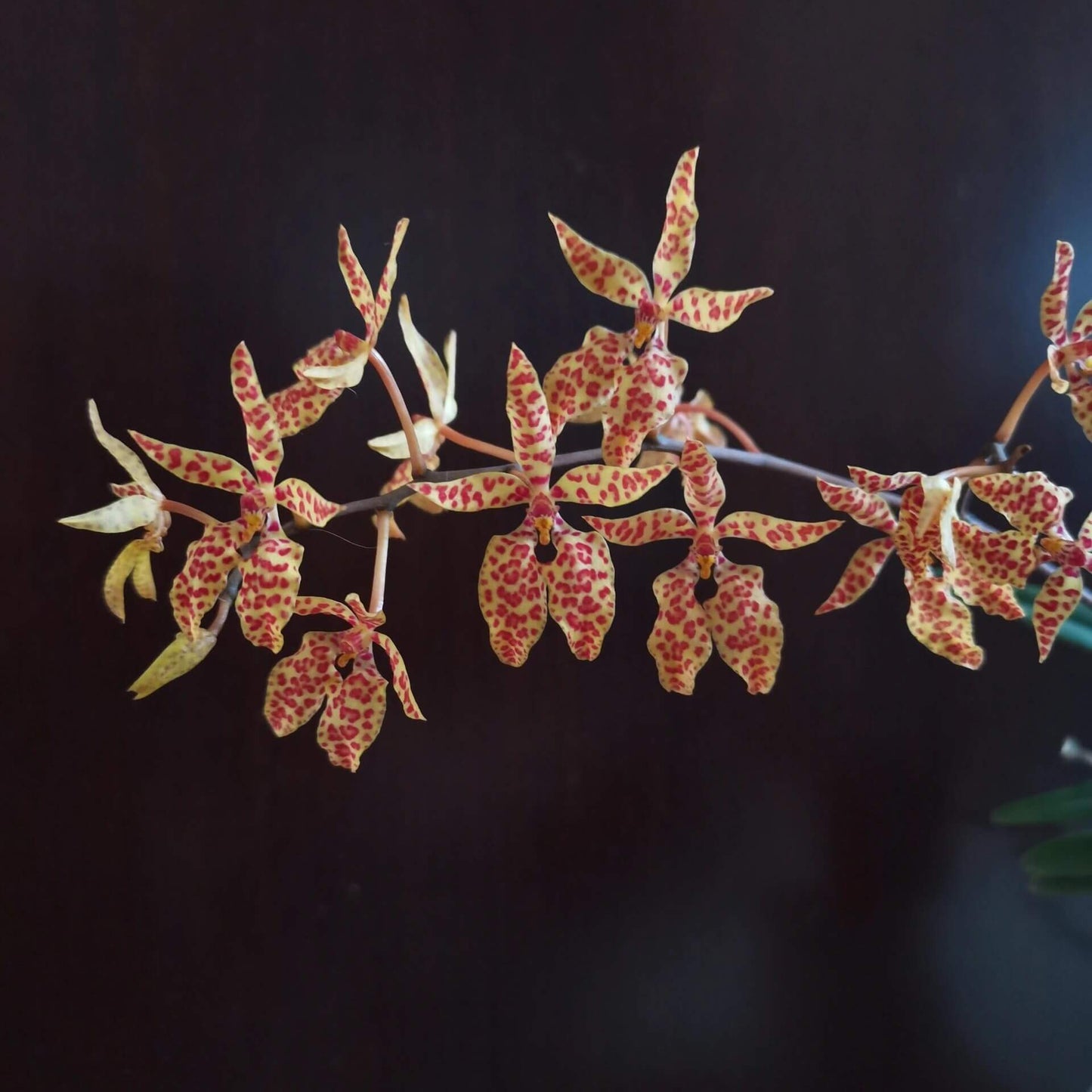 Renanthera monachica is a medium-sized, warm-growing epiphytic orchid native to the Philippines (Luzon island), where it grows on trees in open forest areas up to about 500 m elevation.