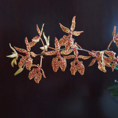 Renanthera monachica is a medium-sized, warm-growing epiphytic orchid native to the Philippines (Luzon island), where it grows on trees in open forest areas up to about 500 m elevation.