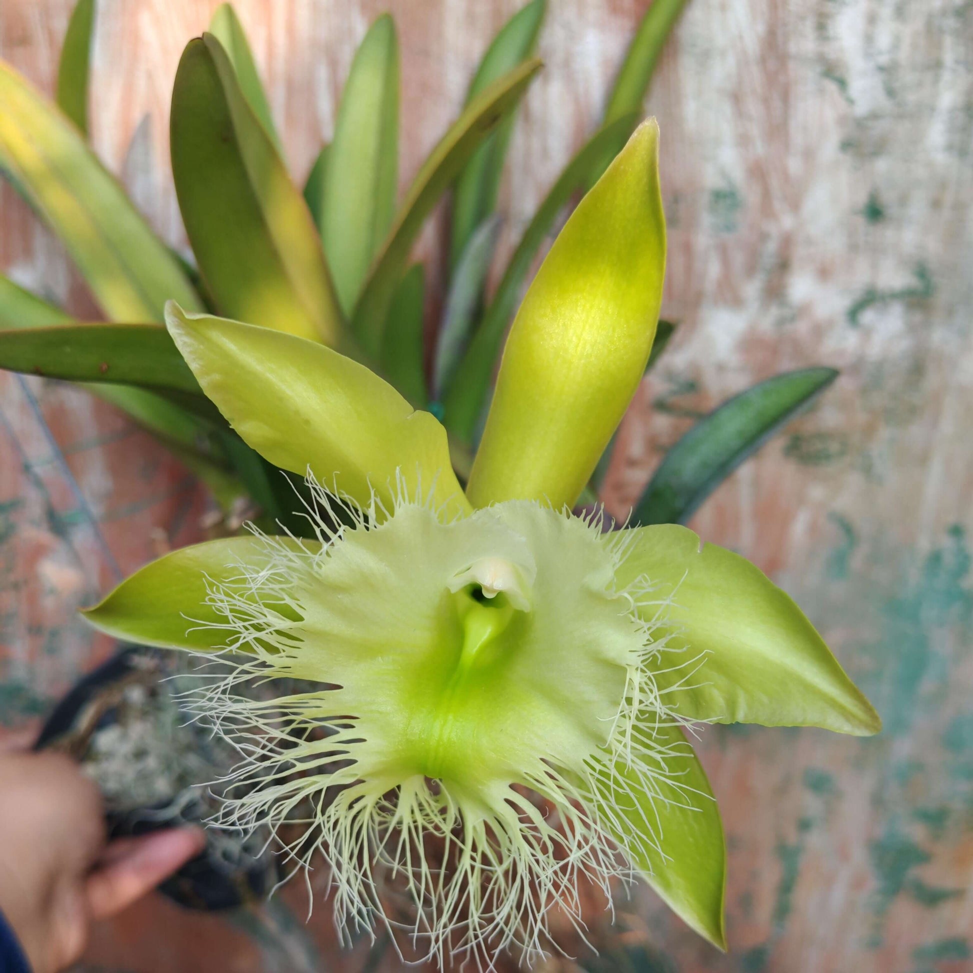 Rhyncholaelia digbyana (syn. Brassavola digbyana) is a medium-to-large epiphytic orchid in the genus Rhyncholaelia (family Orchidaceae), native to southeastern Mexico (Yucatán, Campeche, Quintana Roo), Belize, Guatemala, Honduras, and Costa Rica, where it grows epiphytically in humid lowland forests from near sea level up to about 1,000 m elevation.