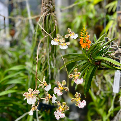 Trichocentrum jonesianum (Rchb.f.) M.W.Chase & N.H.Williams is an unusual epiphytic orchid native to southern Brazil, Paraguay and Uruguay, where it grows on trees in riverine forests. Formerly classified as Oncidium jonesianum, it is commonly known as a rat-tailed Oncidium because of its long, cylindrical, succulent leaves. This distinctive species produces arching to pendant flower spikes bearing several long-lasting, nodding flowers.